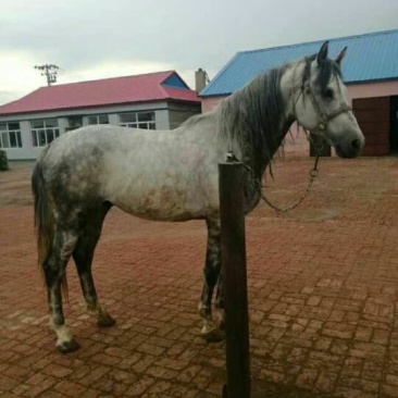 肉马400~500kg