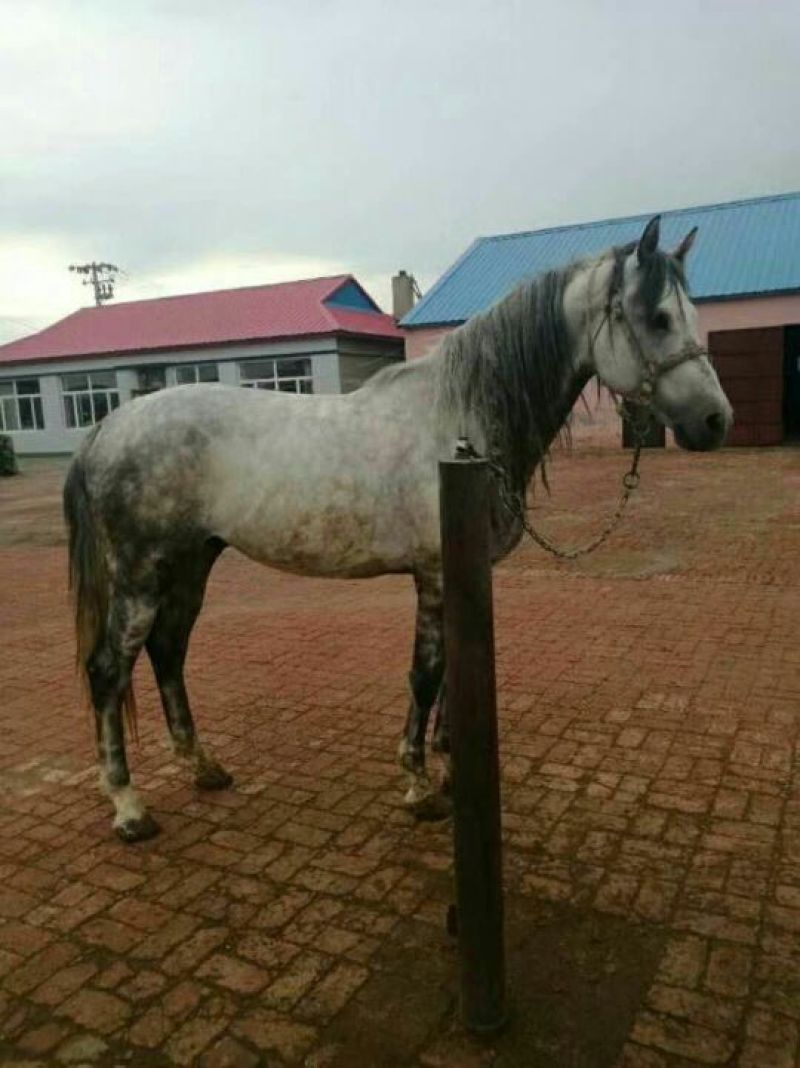肉马400~500kg