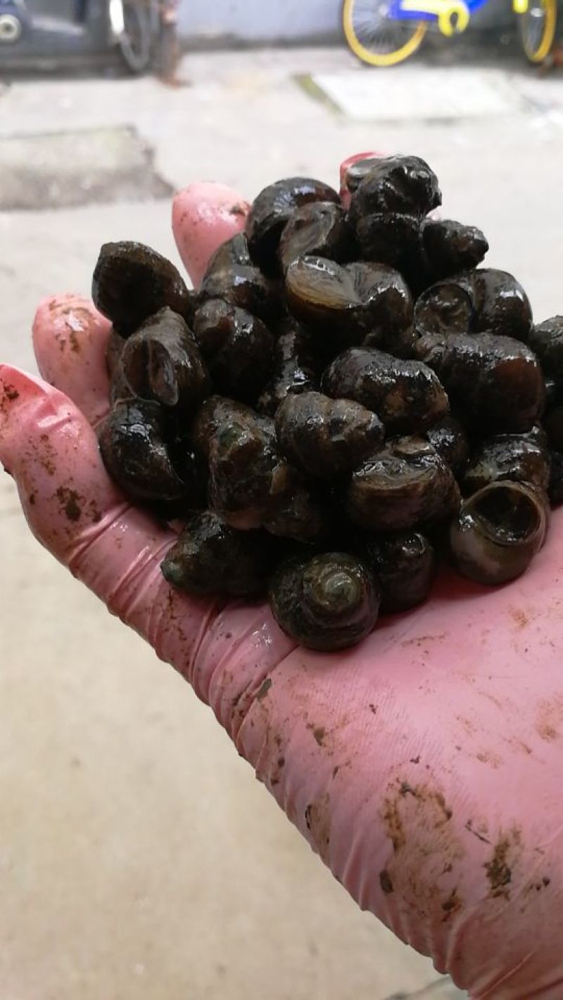 田螺食用鲜活