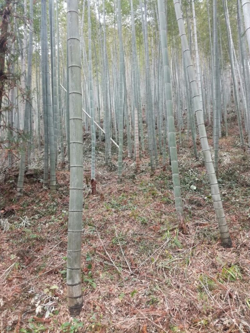 楠竹5~6cm4~5米