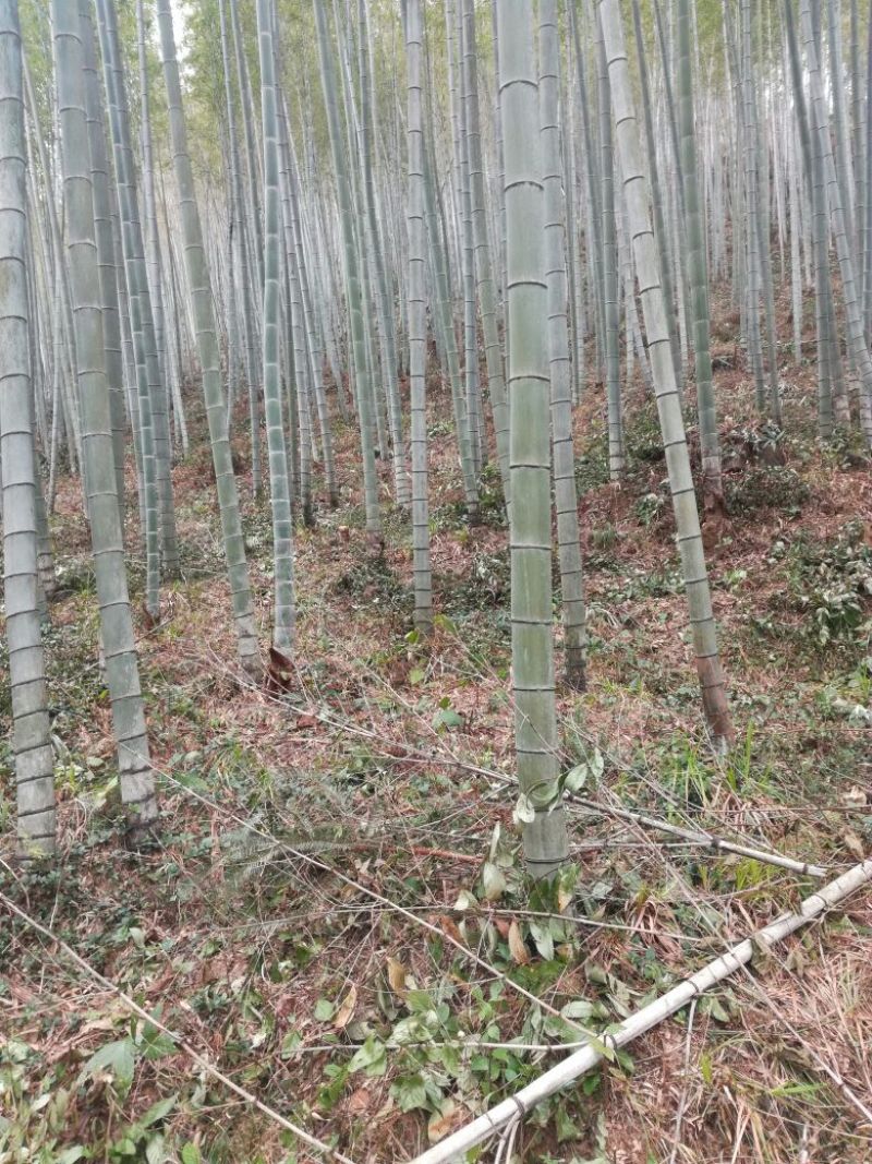 楠竹5~6cm4~5米