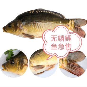 镜鲤1~2公斤食用