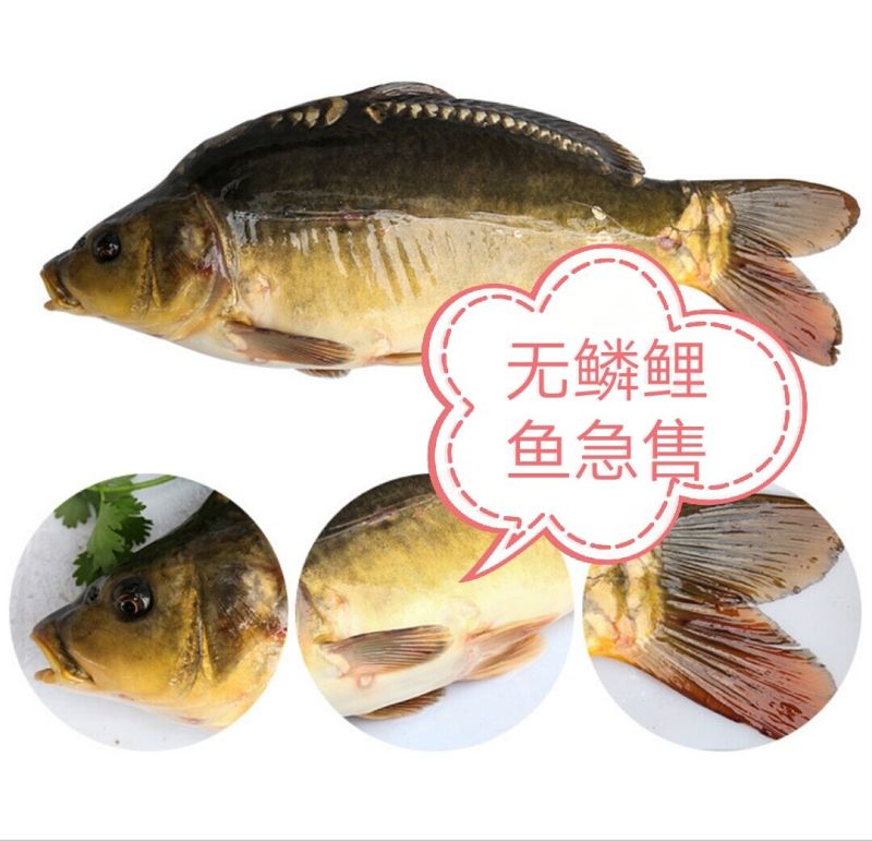 镜鲤1~2公斤食用