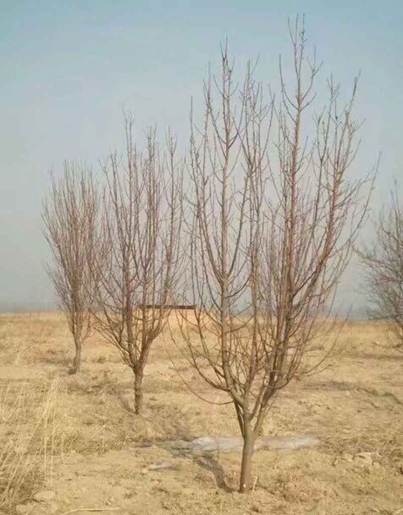 造型树