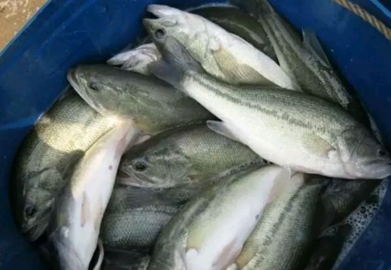 鲈鱼食用