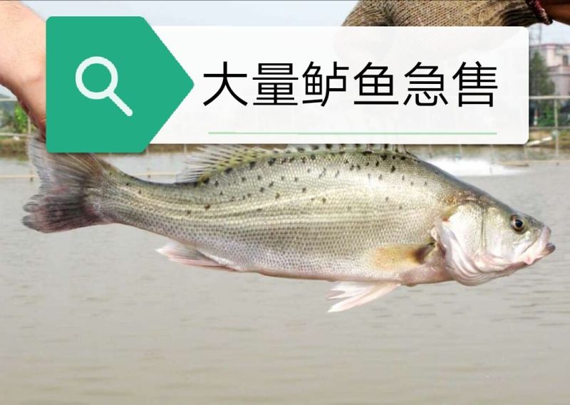 鲈鱼食用