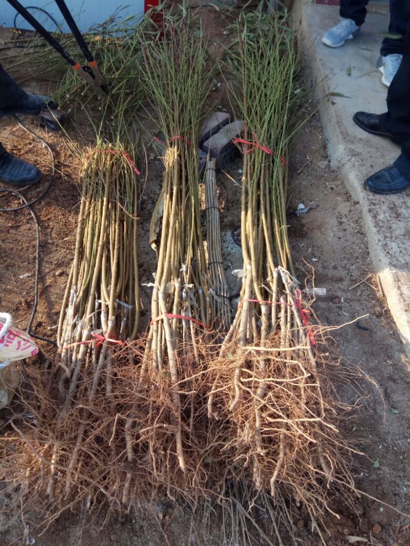 黑桃树苗80cm以上，保证品种，产地直供