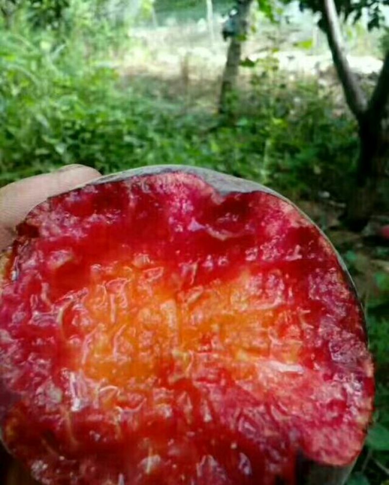 黑桃树苗80cm以上，保证品种，产地直供