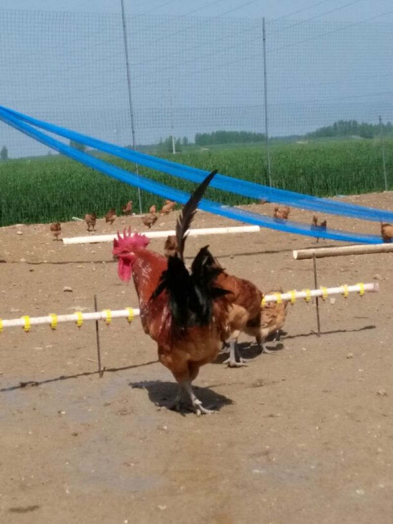 土鸡6~9月
