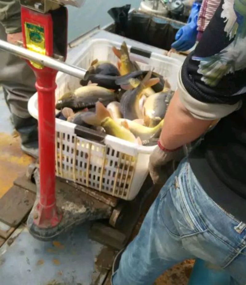 镜鲤1~2公斤食用