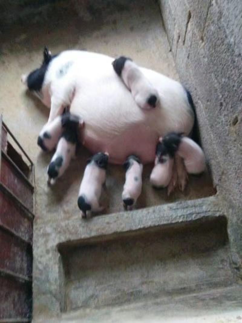 巴马香猪母