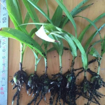 白芨种苗10cm以下