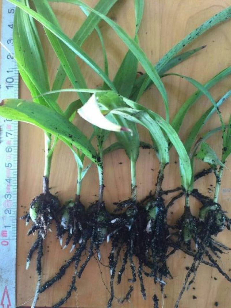 白芨种苗10cm以下