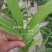 白芨种苗10cm以下