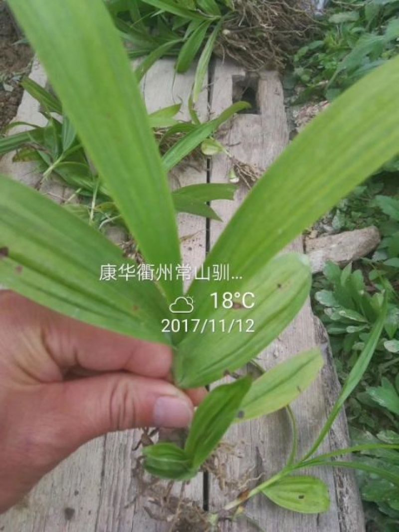 白芨种苗10cm以下