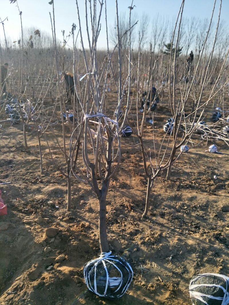 樱桃苗基地矮化樱桃苗批发矮化吉塞拉樱桃苗保品种包成活