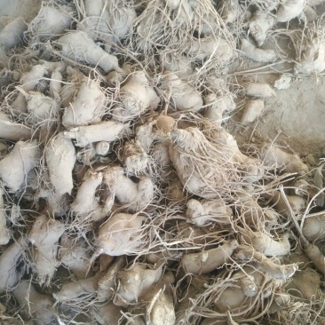 鲜白术25g以上