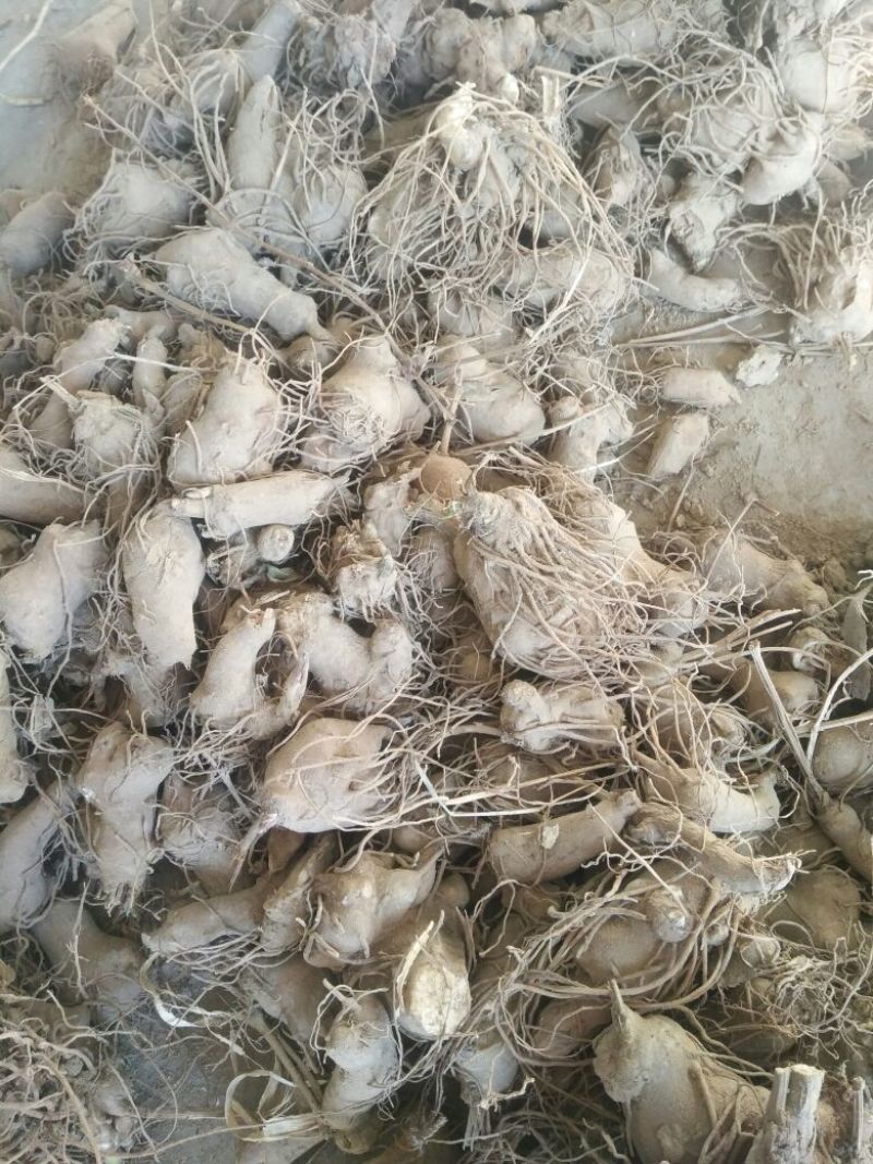 鲜白术25g以上