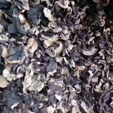 木耳二级