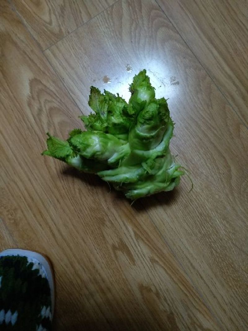 儿菜5两以上