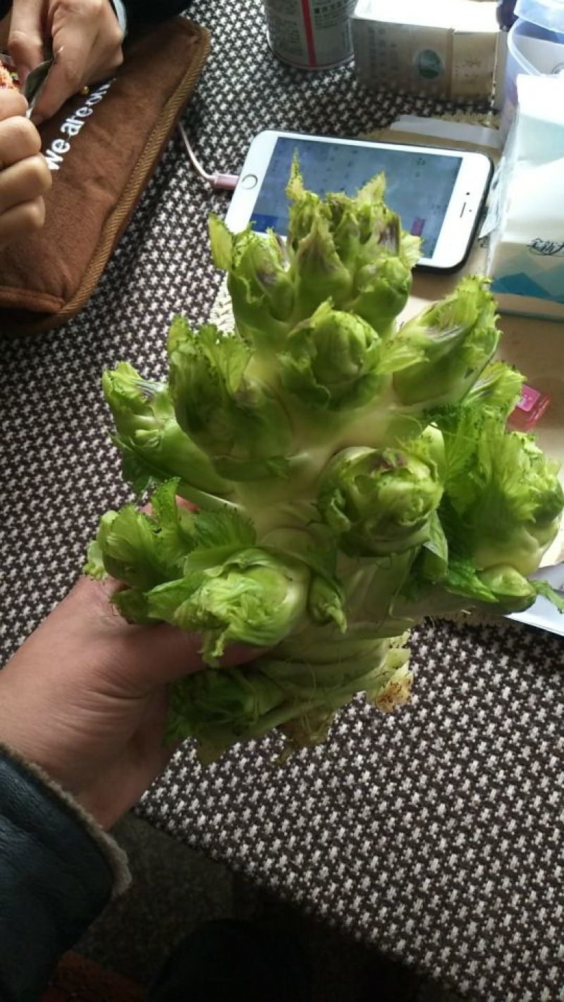 儿菜5两以上