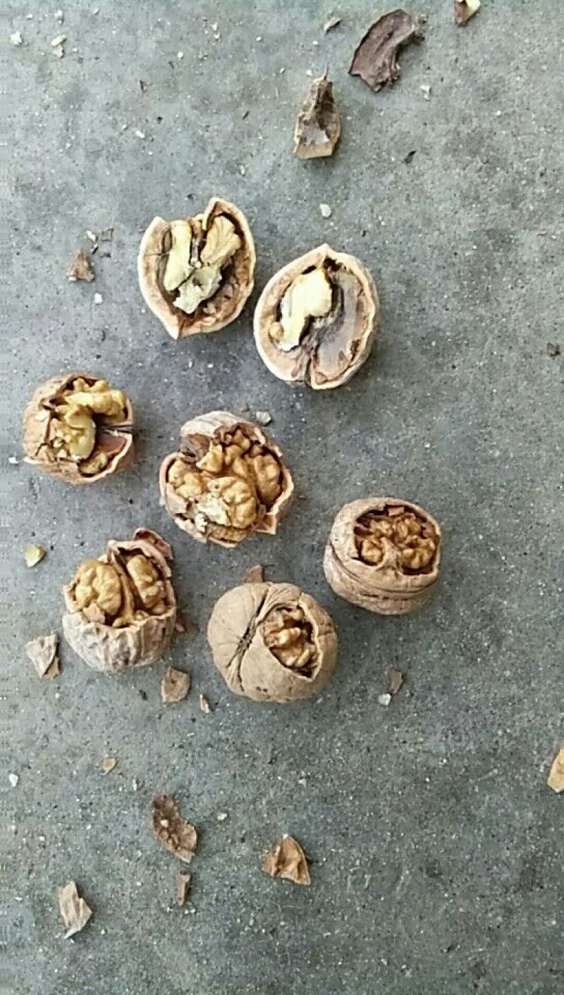 薄皮核桃过30筛去皮自然凉晒
