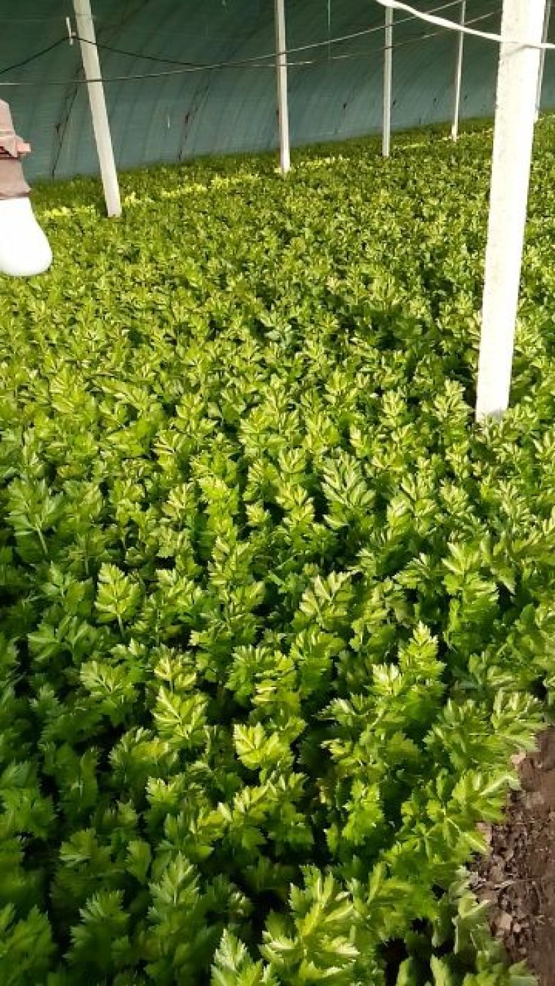 芹菜60cm以上