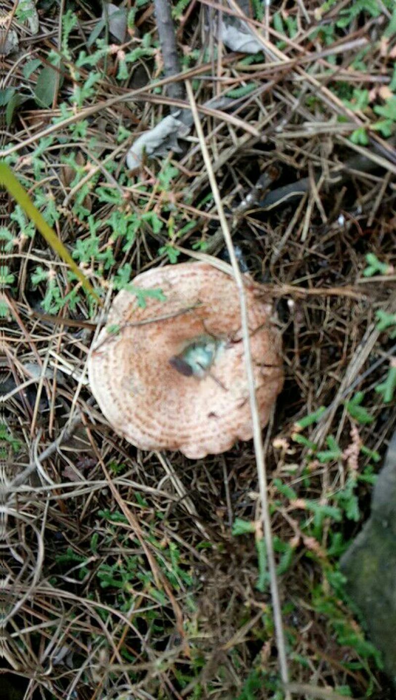 松蘑特级