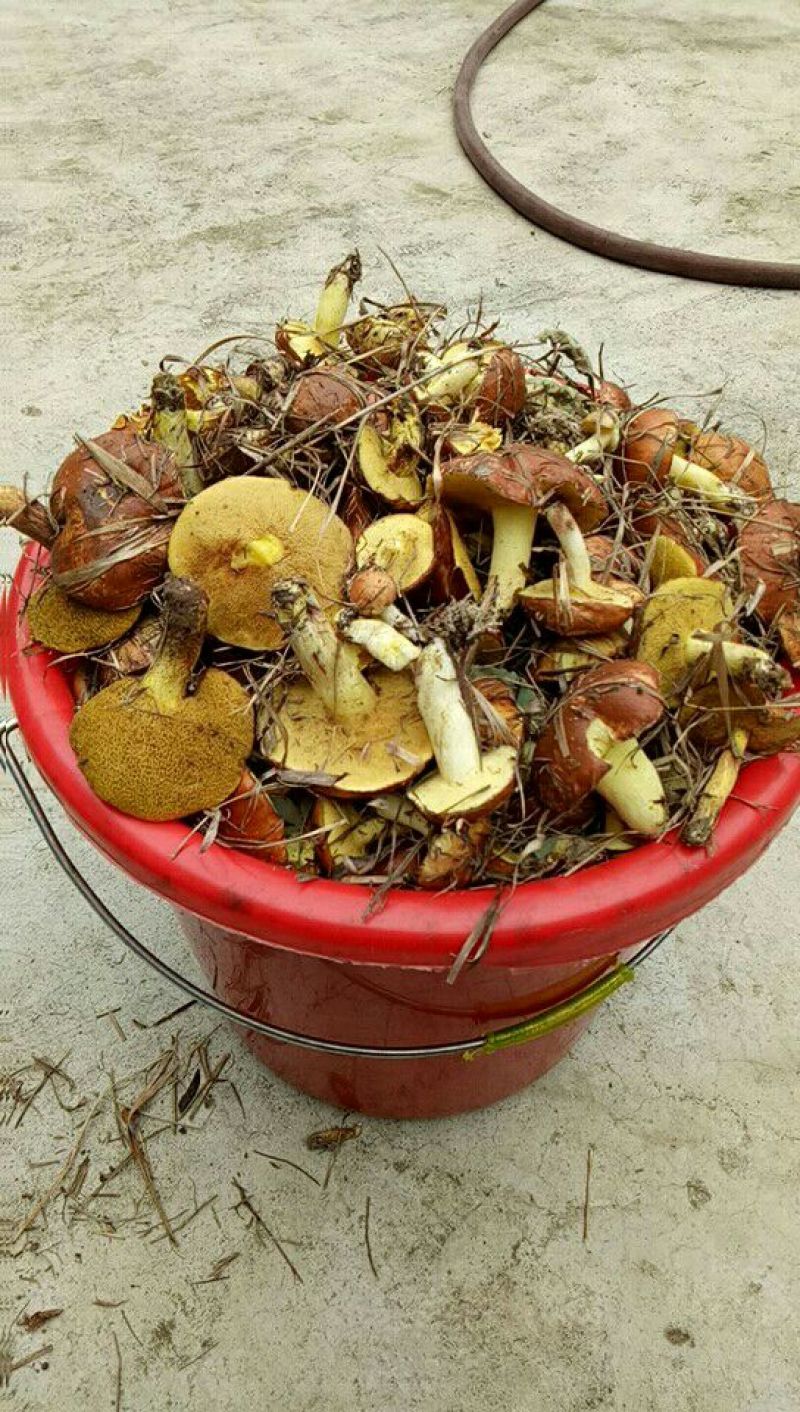 松蘑特级