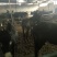 肉驴9层膘公驴叫驴出肉高