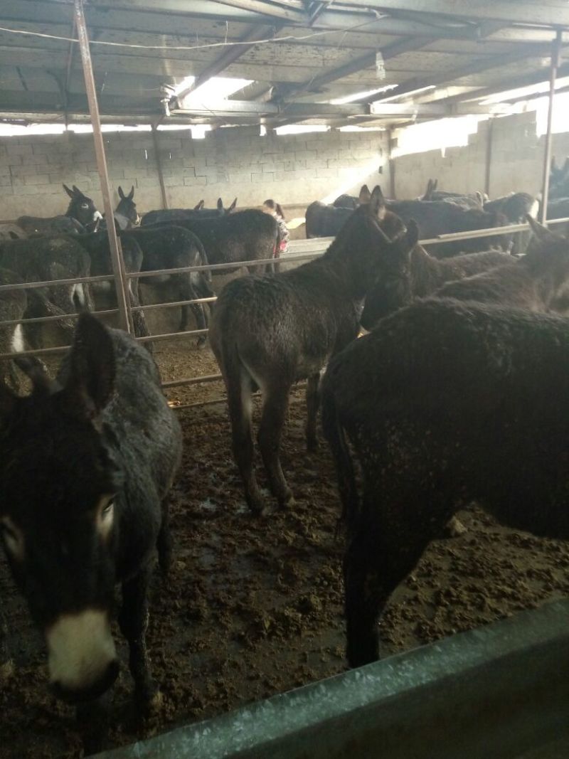 肉驴9层膘公驴叫驴出肉高