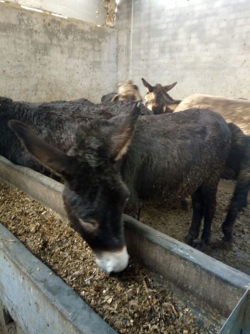 肉驴9层膘公驴叫驴出肉高