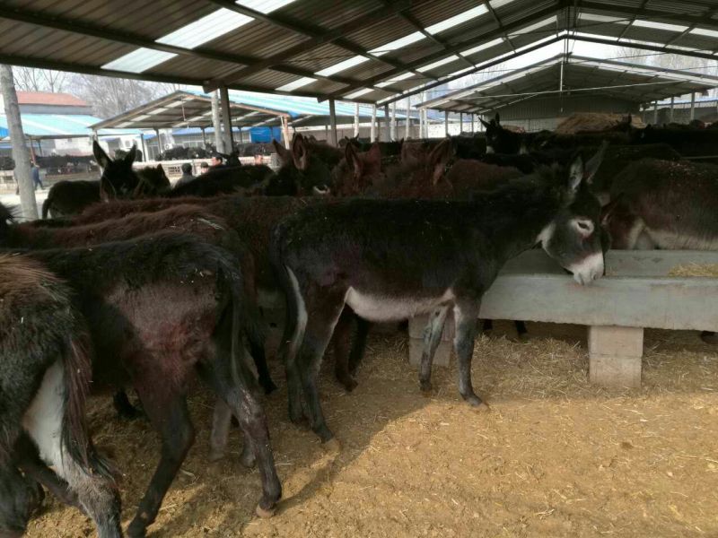 肉驴9层膘公驴叫驴出肉高