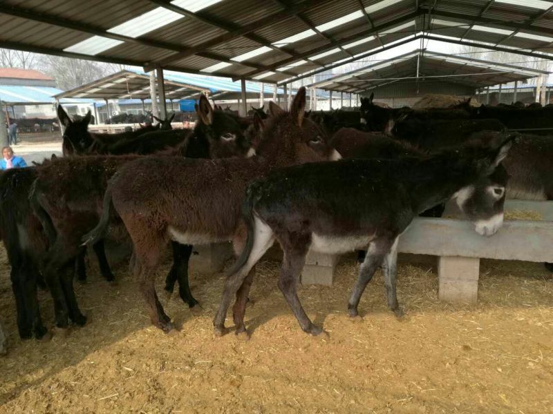 肉驴9层膘公驴叫驴出肉高