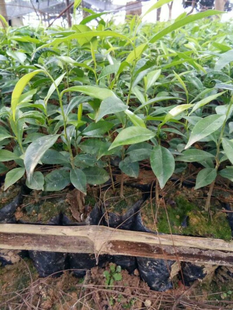 沉香树白木沉香苗带土包邮