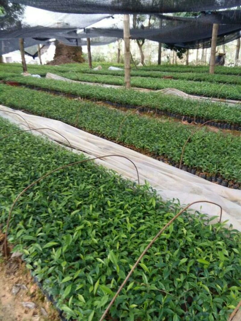 沉香树白木沉香苗带土包邮