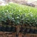 沉香树白木沉香苗带土包邮
