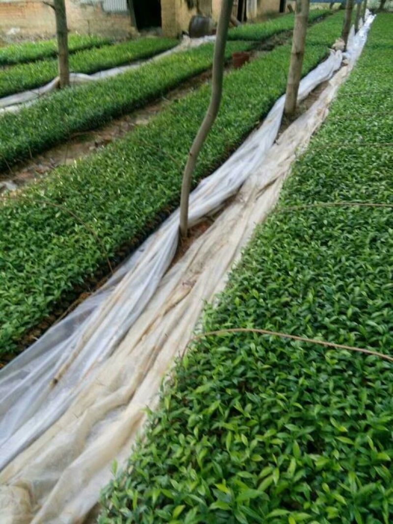 沉香树白木沉香苗带土包邮