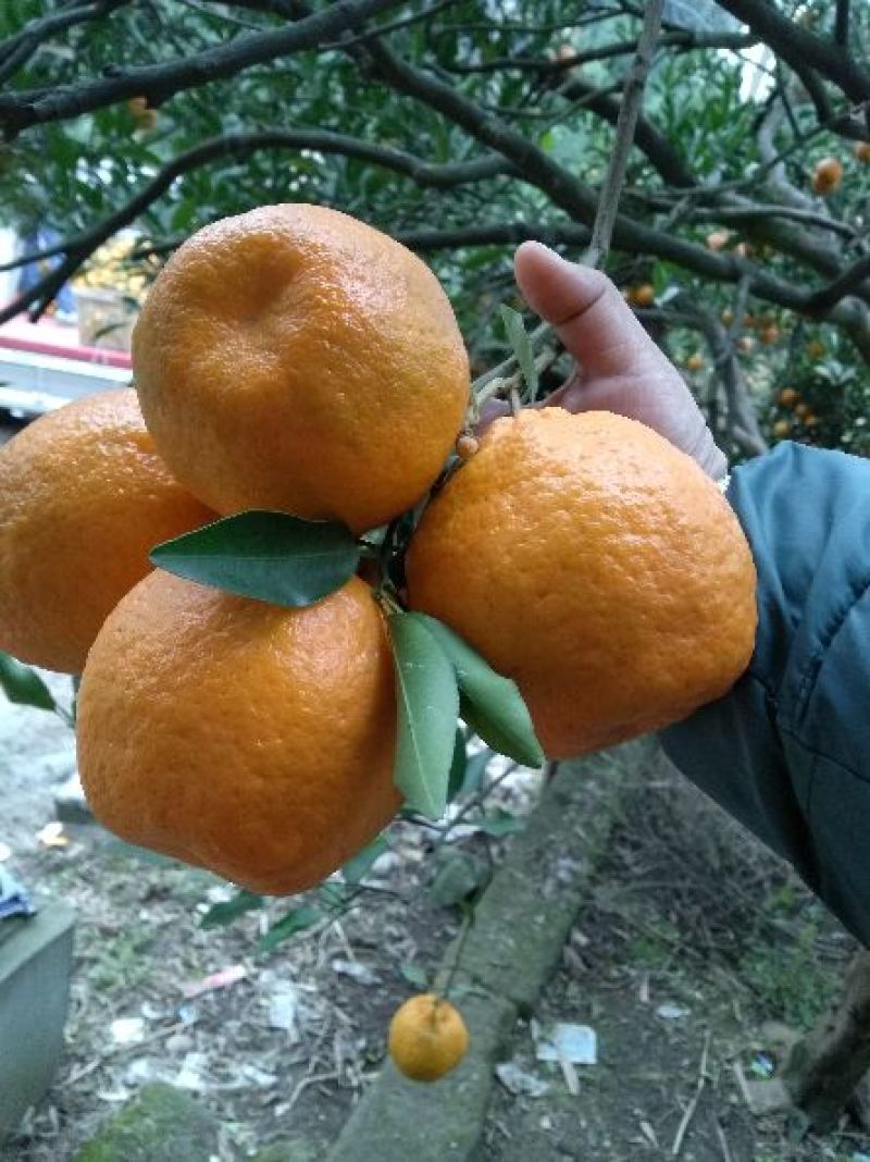 椪柑6~6.5cm