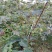 无花果树1.5~2m