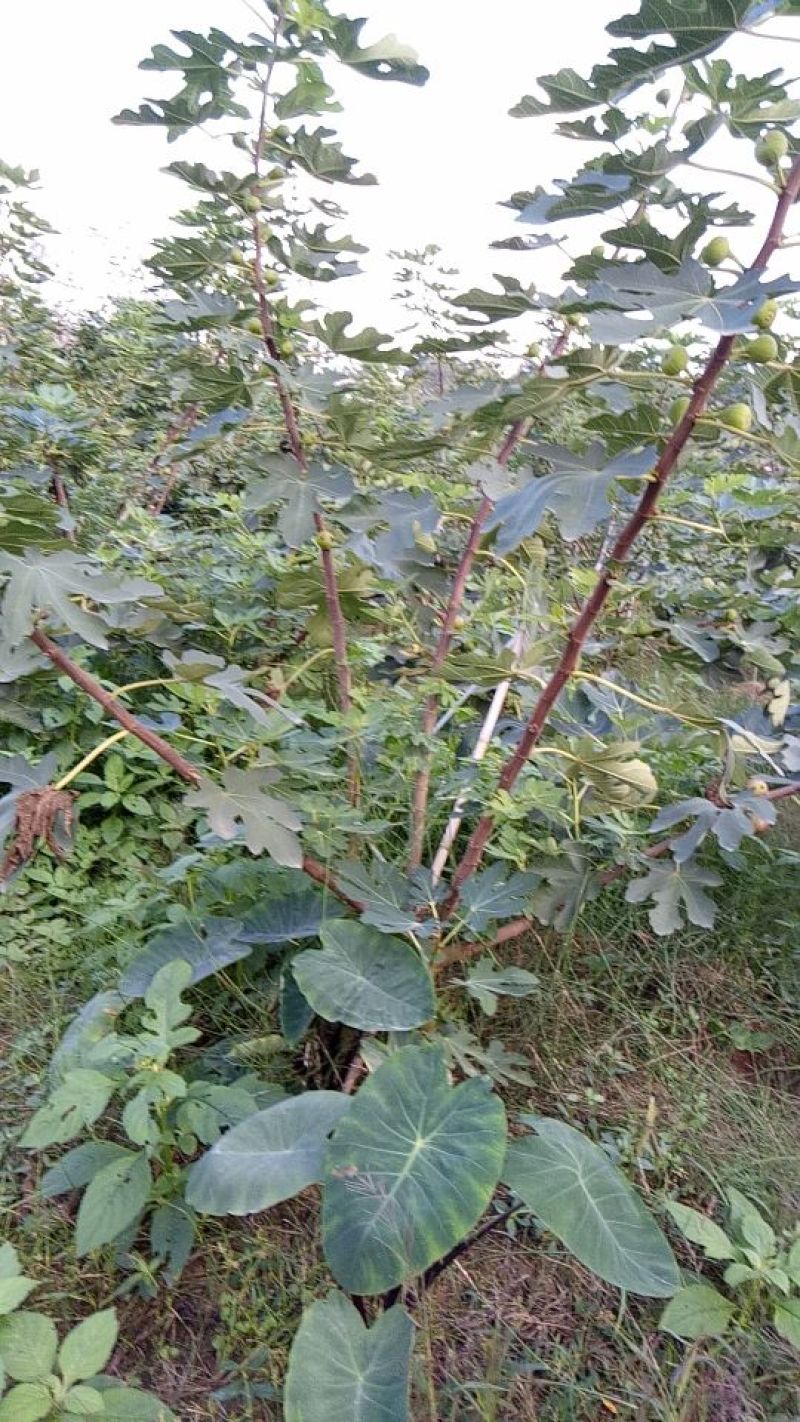 无花果树1.5~2m