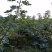 无花果树1.5~2m