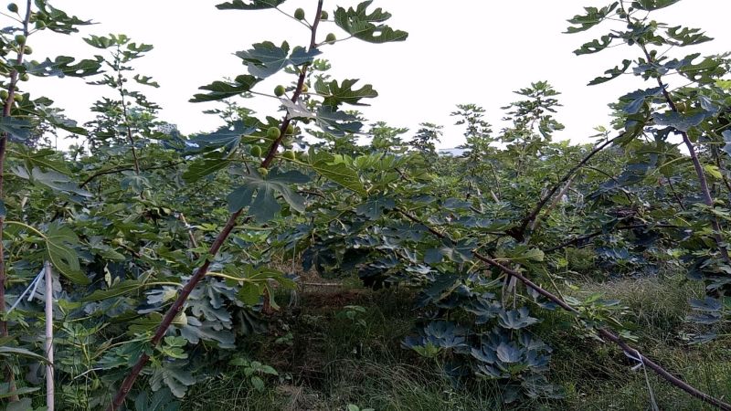 无花果树1.5~2m