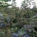 无花果树1.5~2m