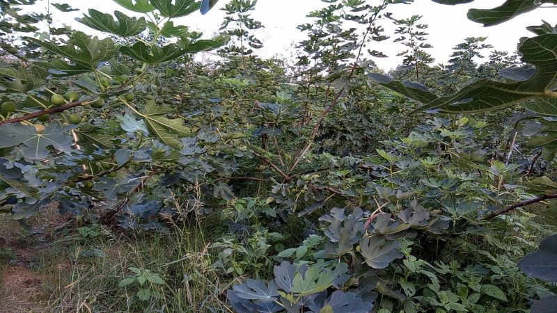 无花果树1.5~2m