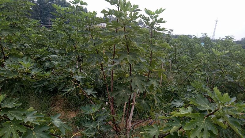 无花果树1.5~2m