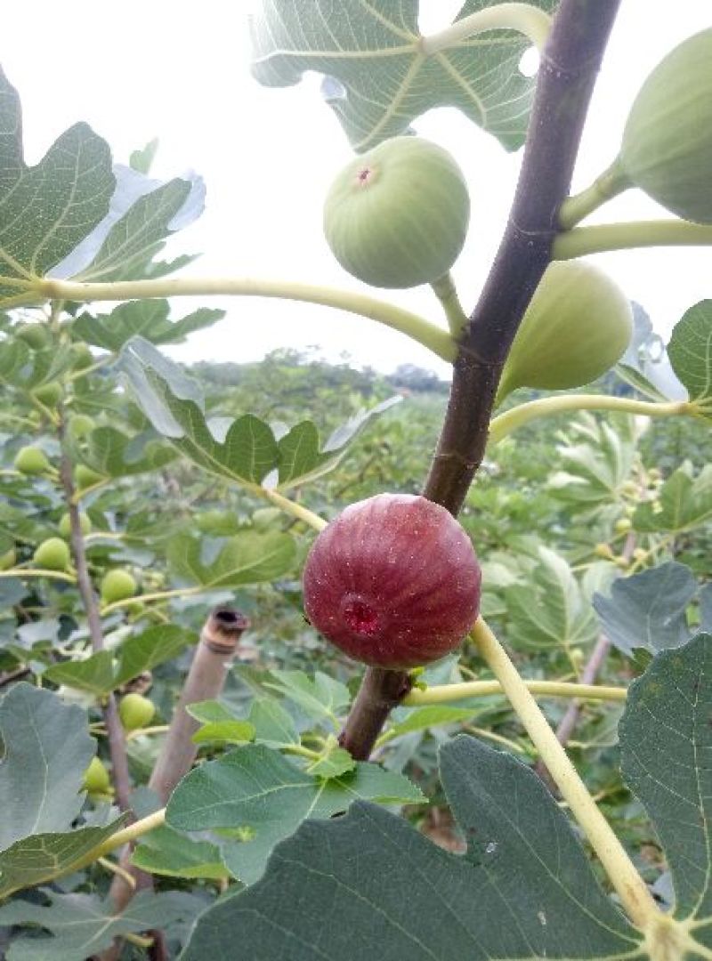 无花果树1.5~2m