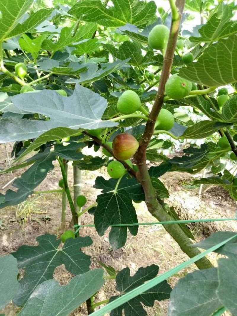 无花果树1.5~2m