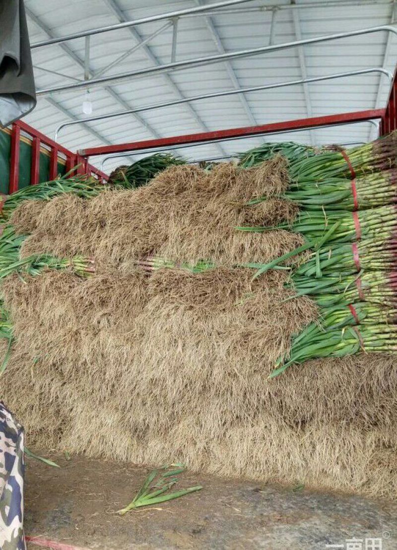 红根蒜苗，陆地，已上市
