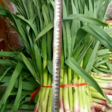 红根蒜苗，陆地，已上市